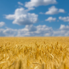 summer wheat field under a cloudy sky, agricultural background