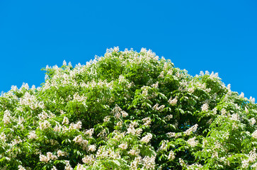 Foliage and flowers of horse-chestnut in sunny spring day