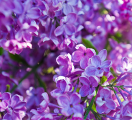 Fototapeta na wymiar Flowers of purple lilac in spring sunny day (background)