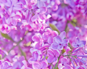 Fototapeta na wymiar Pink flowers of lilac in spring sunny day (background)