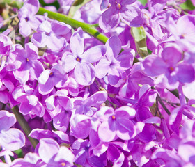 Branch with pink flowers of lilac in spring sunny day (background)