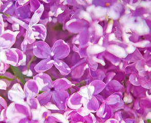 Flowers of lilac in spring sunny day (background)
