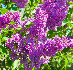 Obraz premium Purple lilac. Branches with flowers in spring sunny day