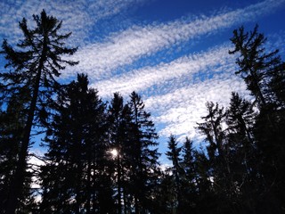 trees in winter with strie clouds and blue sky