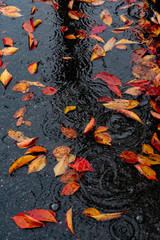 Fallen Leaves in the Rain