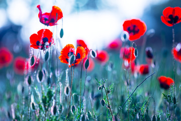 closeup red poppy flowers in a grass