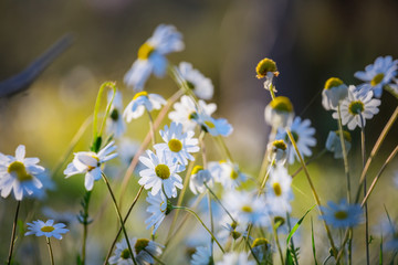 Fototapeta premium closeup heap of white camomile flowers