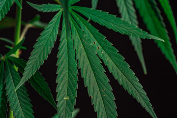 Thematic photos of hemp and marijuana Green leaf of cannabis. background image. Bright green leaves of marijuana close-up with a distinct pattern and texture.