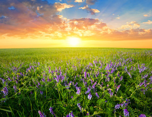 summer prairie with flowers at the sunset, natural background