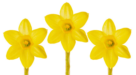 yellow daffodils isolated