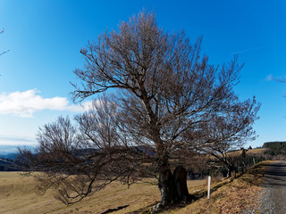 Schwarzwaldlandschaft. Alte Buche am Rande des Rohrenkopfs oberhalb von Gersbach im Berg (Schopfheim)
