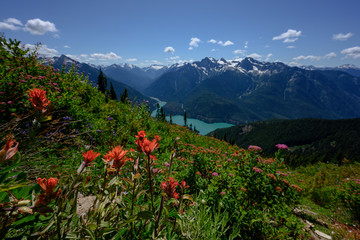 Wildflowers Along Mountain Slope Over Diablo Lake