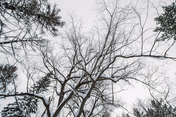 Tree tops covered with snow against a gray sky