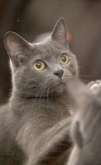 Cat, smart pet family mate