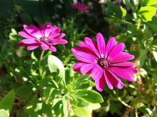 Close up of Pink Cape Daisies