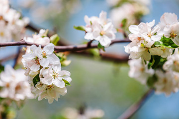 Apple blossoms are blooming in bright sunlight.