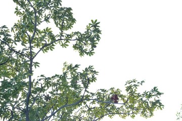 Tropical tree leaves on white isolated background for green foliage backdrop 