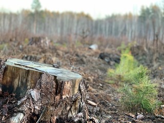 Stump of a felled tree in a pine forest. Sawn, young pine in a coniferous forest. Concept: deforestation, forestry