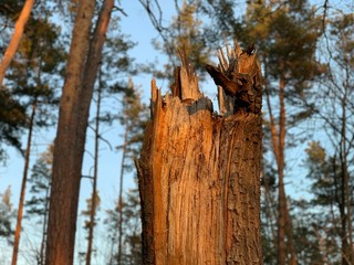 Broken old, perennial tree in the forest. Broken trunk of a tall tree in the park.