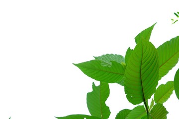 A branch of Kratom leaves with sunlight on white isolated background for green foliage backdrop 