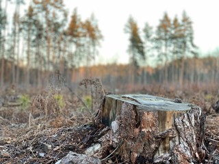 Stump of a felled tree in a pine forest. Sawn, young pine in a coniferous forest. Concept: deforestation, forestry