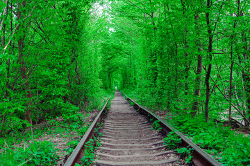 a railway in the spring forest tunnel of love