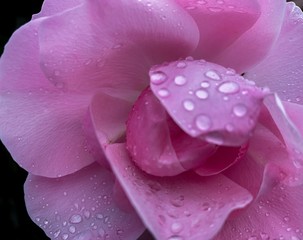 Tender pink rose with rain drops