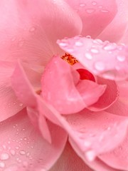 Tender pink rose with rain drops