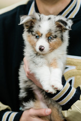 Spotted mini Australian Shephard puppy dog with blue eyes and very soft fur being held by a man