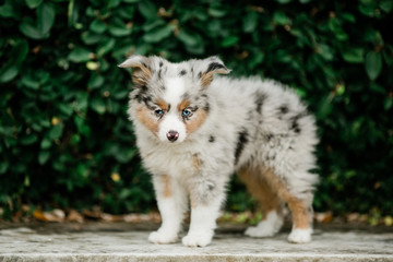 Spotted mini Australian Shephard puppy dog with blue eyes and very soft fur standing up outdoors