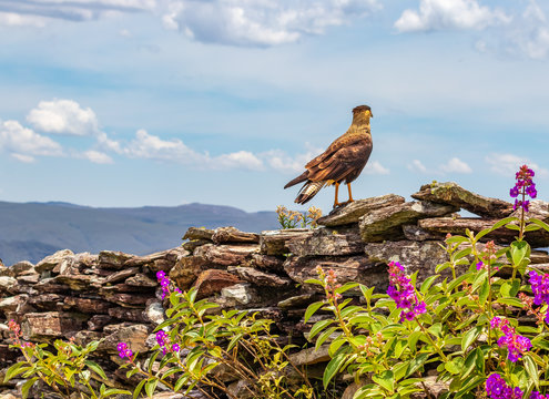 Gavi&atilde;o Carcar&aacute; na Serra da Canastra, Minas Gerais - Caracara plancus