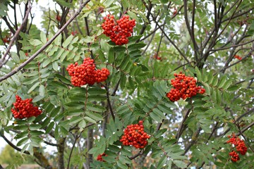 Bright red berries of mountain ash on a sunny autumn day