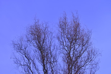 The tree with no branches at dusk with a lovely blue sky behind.