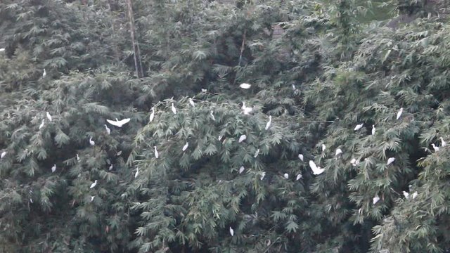 Cattle egret (Bubulcus ibis) flock to spend the night in a thicket of bamboo (Bambusa arundinacea or Bambusa oldhamii), roosting time. Sri Lanka, December