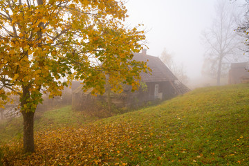 Autumn foggy morning in the Carpathians, abandoned wooden house, maple with yellow leaves in the foreground.