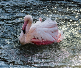 Caribbean Pink Flamingo Splashing in a Lake
