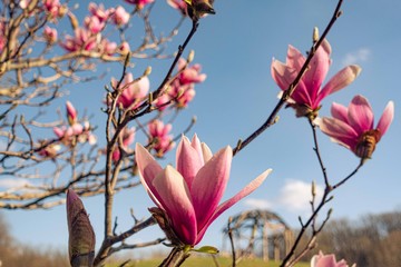 Flowering pink magnolia branch in sunlights on blue sky background.