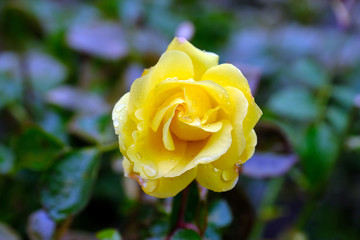 yellow rose in Washington park