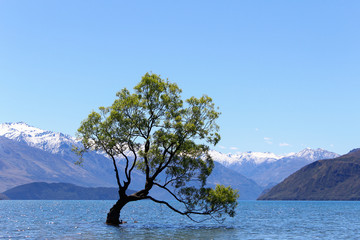 Saule pleureur solitaire dans le lac Wanaka avec ciel bleu clair, Nouvelle-Zélande, île du Sud