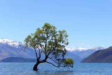 Wall murals Toilet Lonely weeping willow tree in Wanaka Lake with clear blue sky, New Zealand, South Island