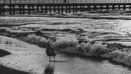 Seagulls