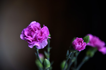 Pink Carnation Flowers Against Soft Background