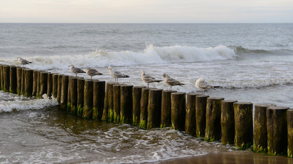 Seagulls
