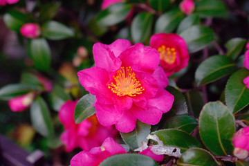 Nagoya Camelia