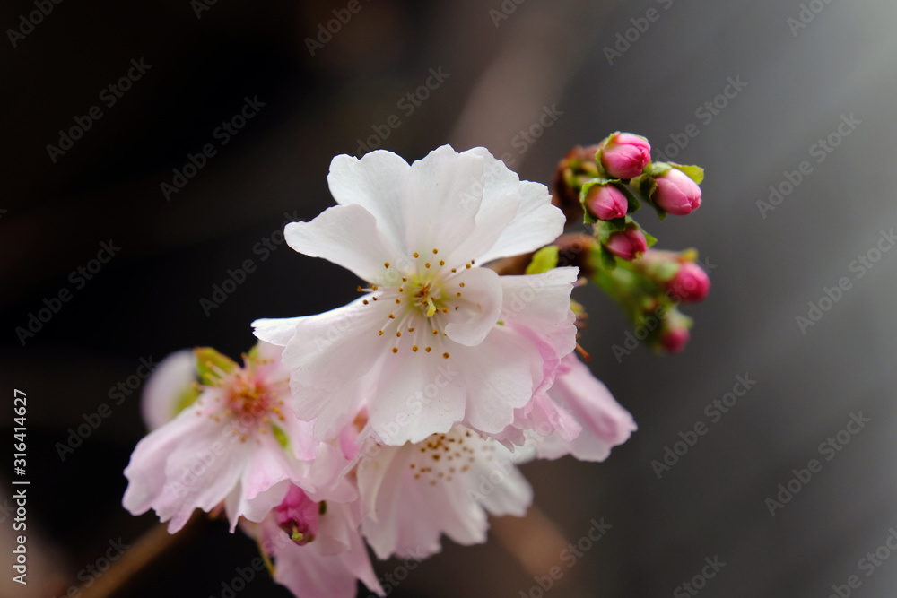 Wall mural winter cherry blossoms