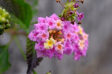 Fototapeta premium Paperbrush