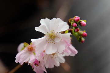 Winter Cherry Blossoms