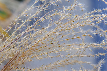 Winter grass on Nagoya street