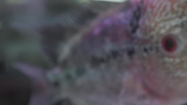 close up of stunning flowerhorn fish in aquarium