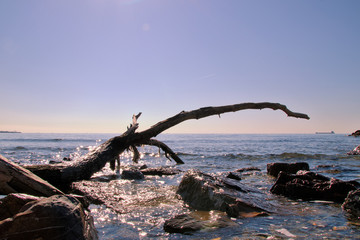 Fototapeta premium View of the ocean in Lazio - Italy with stones and an old tree trunk in the foreground